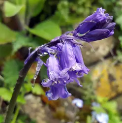 119 Dawn chorus in the rain high in the Derbyshire hills