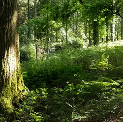 122 Forest bathing in the cathedral of trees