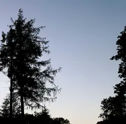129 Pristine quiet to early dawn (includes woodcock roding calls in full spatial detail)
