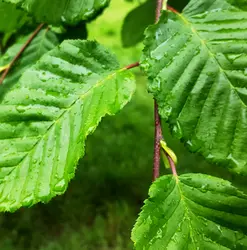 135 A natural sound report from the Forest of Dean