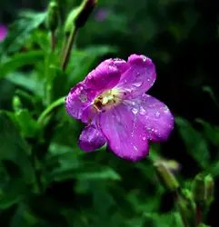 137 Night rains amongst moorland trees (sleep safe)