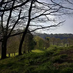 149 Dawn birdsong from Derbyshire (a brighten up January special 1/4)