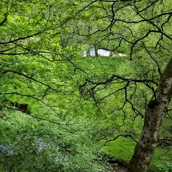 160 Forest ravine