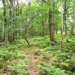 186 Slow forest Wyre valley