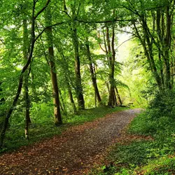204 Rain falls on steep craggy woodland (sleep safe)