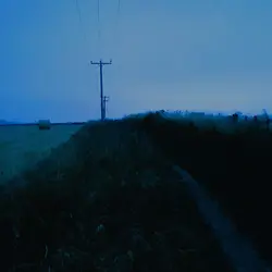 208 Lone tree under windswept telegraph wires