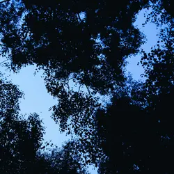 210 Watery dell amidst trees at night (sleep safe)