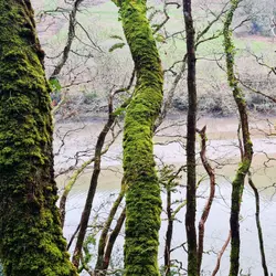 215 Calm within Kilminorth Woods