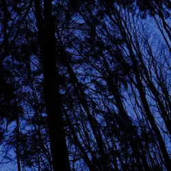 217 Upland woods in winter gales (part 2 - sleep safe)