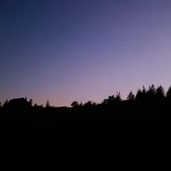 229 Dusk dissolves to night in the cathedral of trees