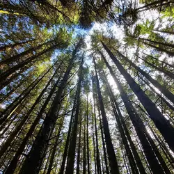 230 Murmuring firs of Kielder Forest
