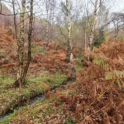 262 Night stream at West Quantoxhead (sheep sleep safe)