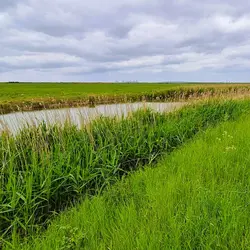 271 Wild breezes in the reeds - spring along the Thames Estuary