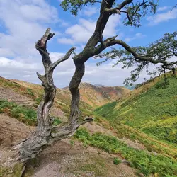 284 The wind of Long Mynd