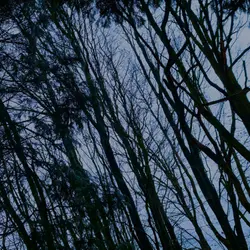 292 Moorland trees in December gales - Derbyshire (sleep safe after owls at start)