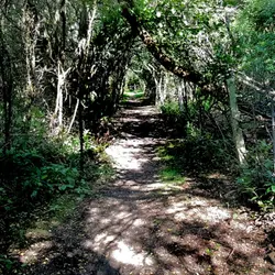 31 Late summer heat bathing under splendid trees - peace in the Clinton-Baker Pinetum
