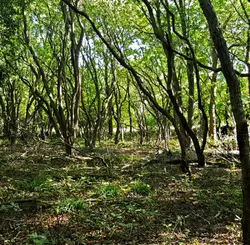 52 The balm of warm woodland in late summer