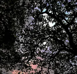 74 Night shallowing in a Suffolk Wood - listen with headphones (sleep safe)