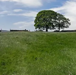 82 Hill top oak in strong wind - a natural source of white noise (sleep safe)