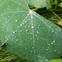 93 Rain garden after dark (sleep safe)