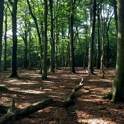 95 Suffolk Wood (part 10) - a voyage from dawn to day - spacious and subtle - best with headphones