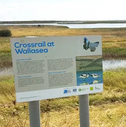 A doze in the grass on Wallasea Island (High-def sound and sleep safe)