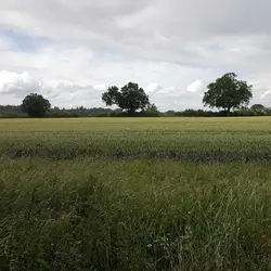 A summer walk in rural Hertfordshire - sunshine and showers