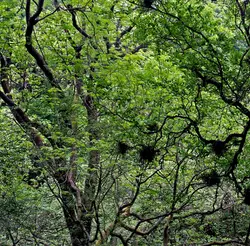 After the dawn chorus in the Forest of Dean