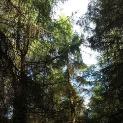 Cathedral of trees - the Forest of Dean (part 1)