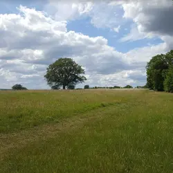 Early summer breezes