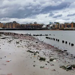 Gulls at low tide along the River Thames