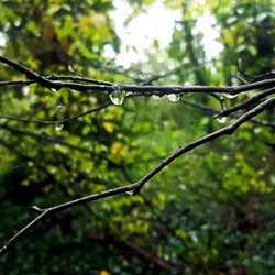 Rain in Abney Park