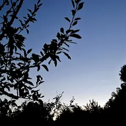 Suffolk Wood part 5 - the hour to 1am (sleep safe)