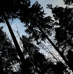 Suffolk Wood (part 6) - 1am to 2am sleep safe with owls