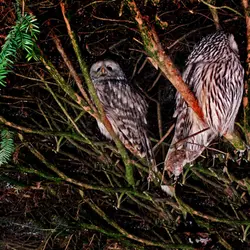 Tawny echoes in the cathedral of trees (sleep safe)