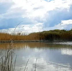 Waiting for skylarks at the Rye Harbour nature reserve