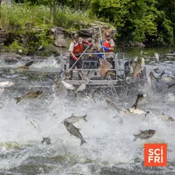 Can A Billion-Dollar Barricade Keep Carp Out Of The Great Lakes?
