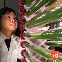 Can algae help pull microplastics out of our water supply?