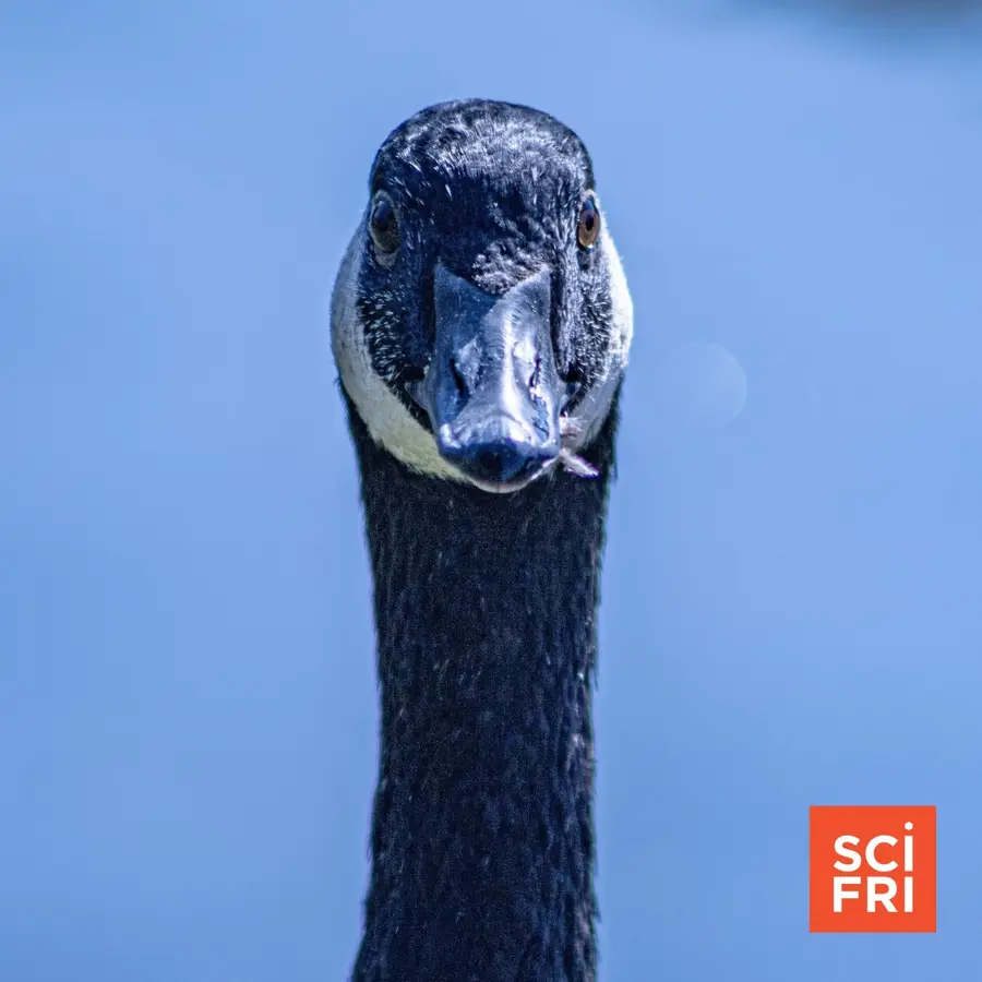 Science Friday