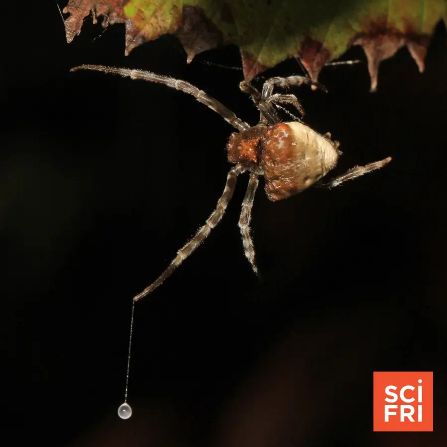 Science Friday