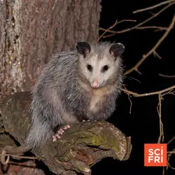 How Do Animals Understand Death?