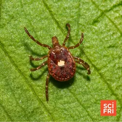 How does a tick bite cause a red meat allergy?