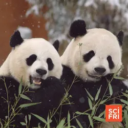 How Politics And Diplomacy Shape Panda Conservation