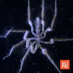 How These Spiders At The Bottom Of The Sea Run On Methane