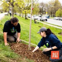 How Trees Keep D.C. And Baltimore Cool