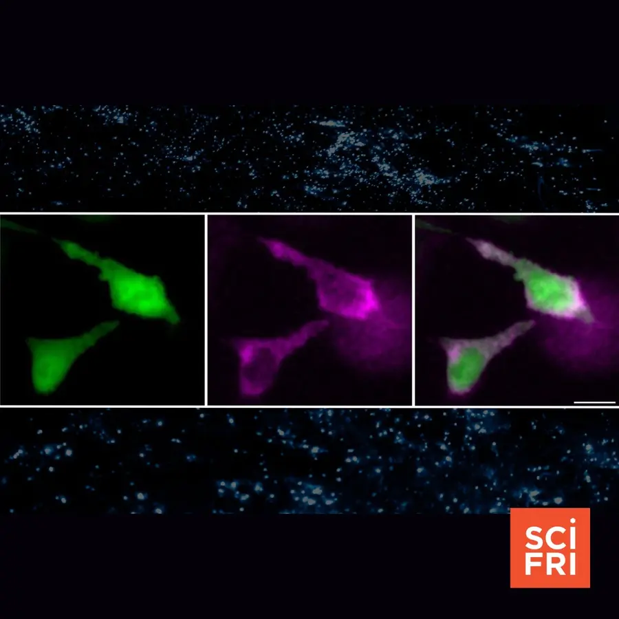 Science Friday
