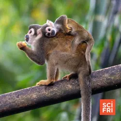 Some primates undergo even more extreme childbirth than humans
