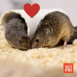 What A Rodent Brain Shows Us About Love | If Colorado Was Flattened, How Big Would It Be?