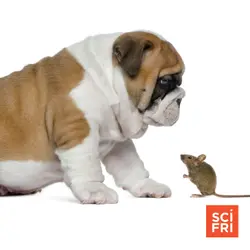 What cats and dogs hear + A 'smell map' of the nose