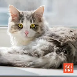 What Is Your Cat Doing When You're Not Watching?